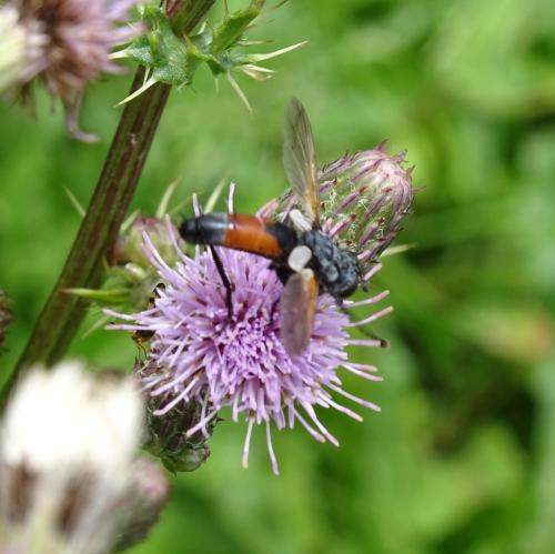 Cylindromyia brassicaria